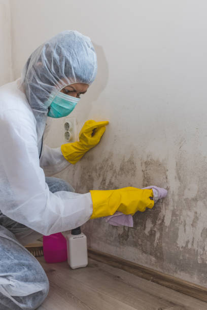 Best Biohazard Mold Removal  in Morenci, AZ